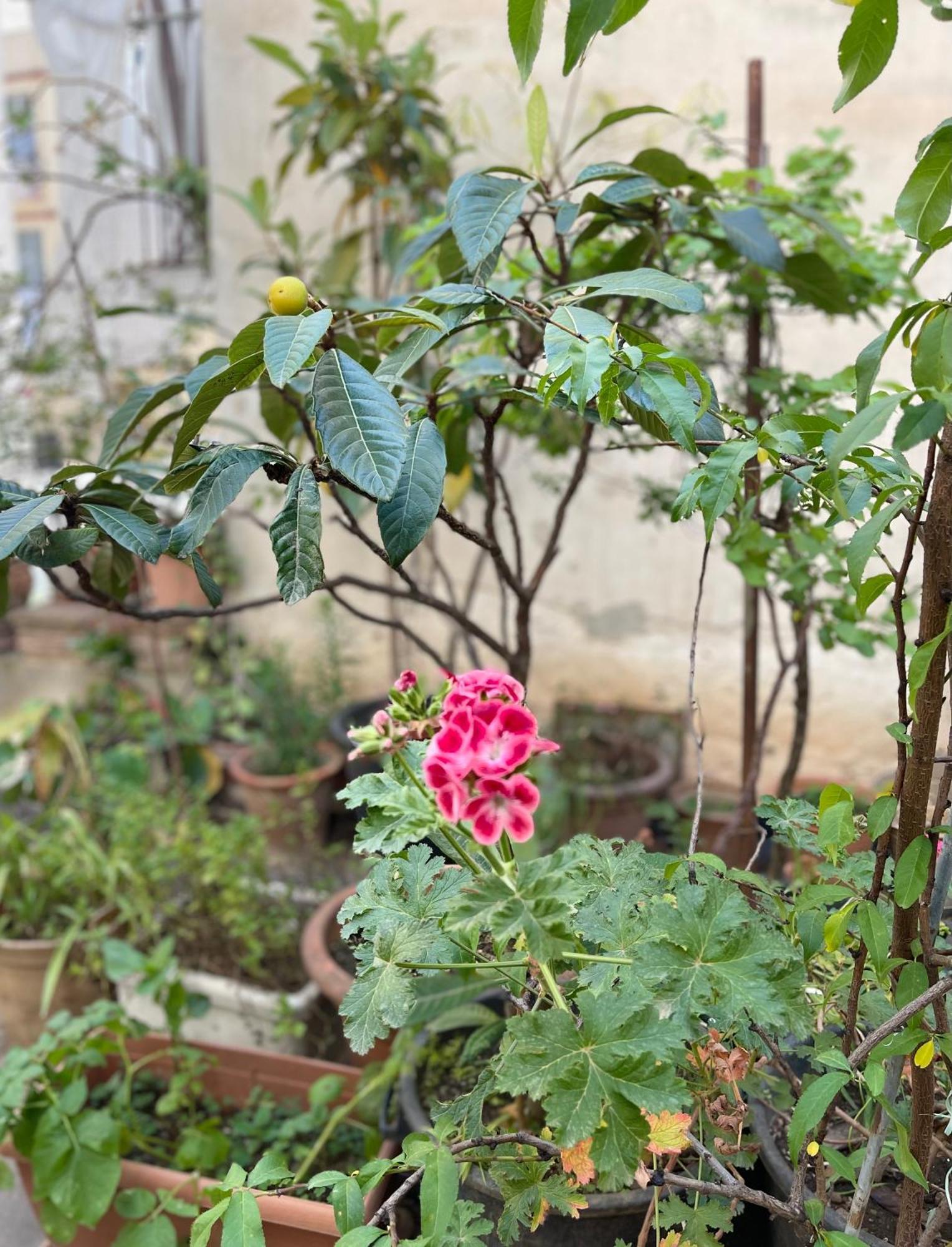 Green Oasis Μπάρι Εξωτερικό φωτογραφία