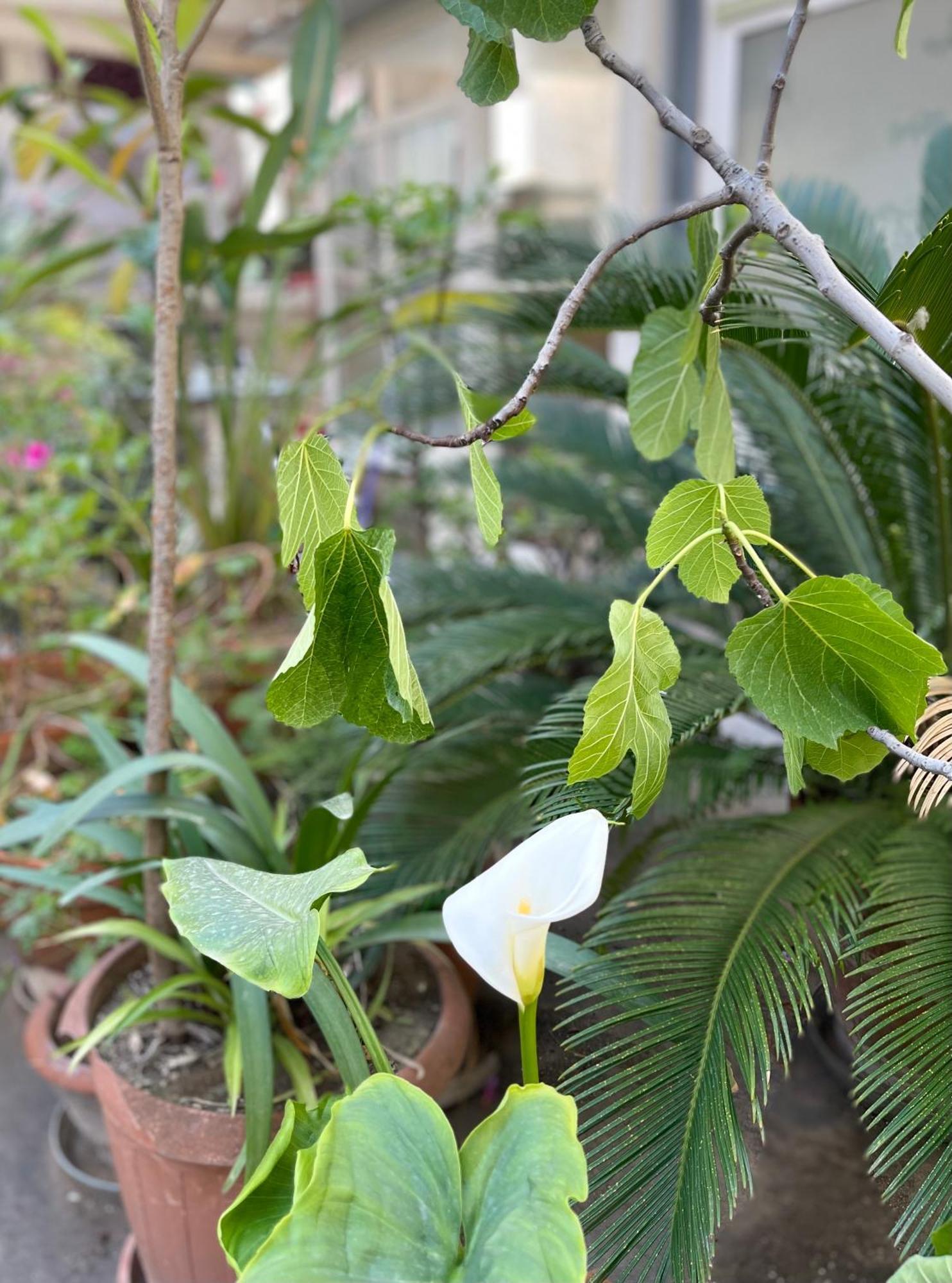 Green Oasis Μπάρι Εξωτερικό φωτογραφία